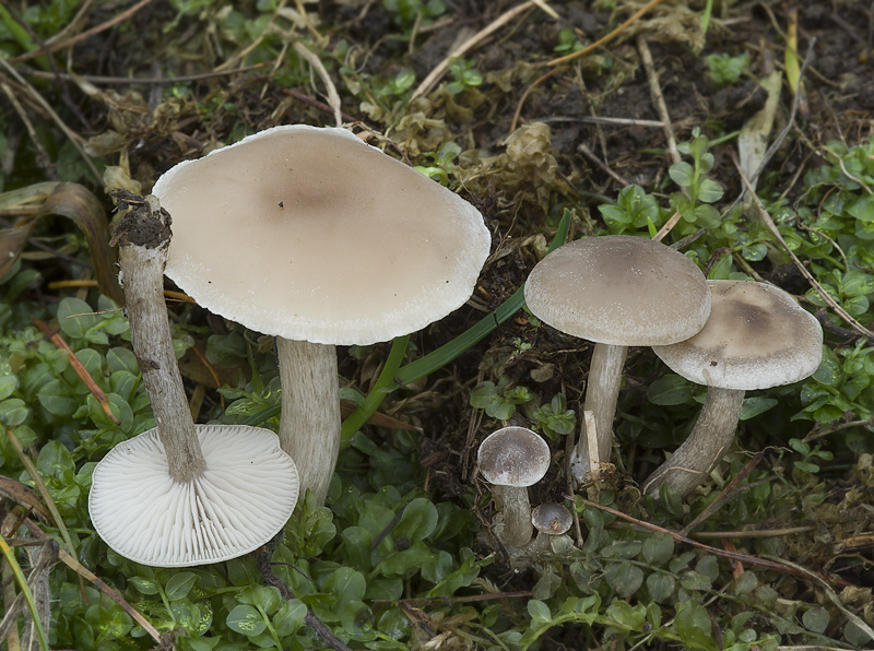 Clitocybe obsoleta